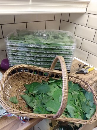 dehydrator full of nettle leaves with the basket still more than half full to go